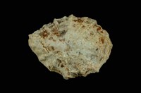 藏品(星笠螺)的圖片